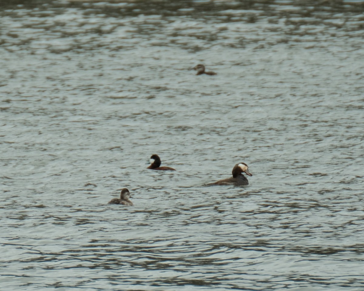 Ruddy Duck - Alexander Rabb