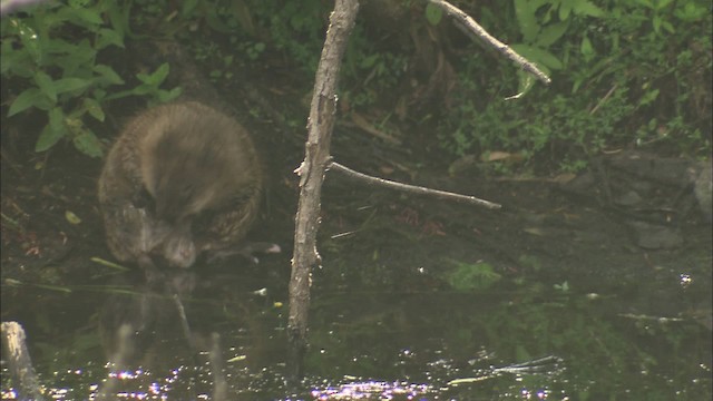 muskrat - ML432446