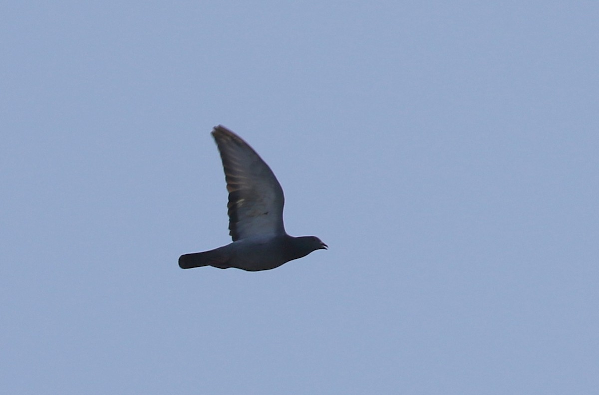 Rock Pigeon (Feral Pigeon) - ML432448301