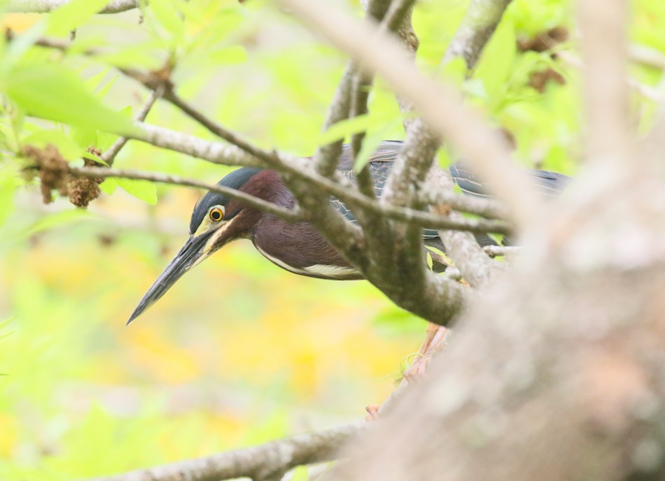 Green Heron - ML432448581