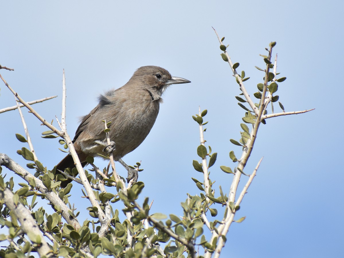 White-throated Cacholote - ML432448721