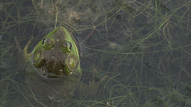 American Bullfrog - ML432450