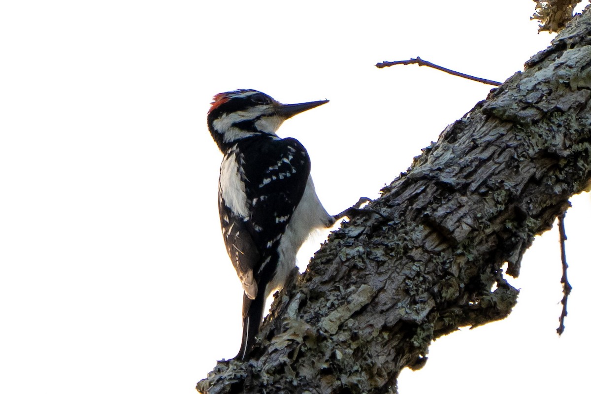 Hairy Woodpecker - ML432450531