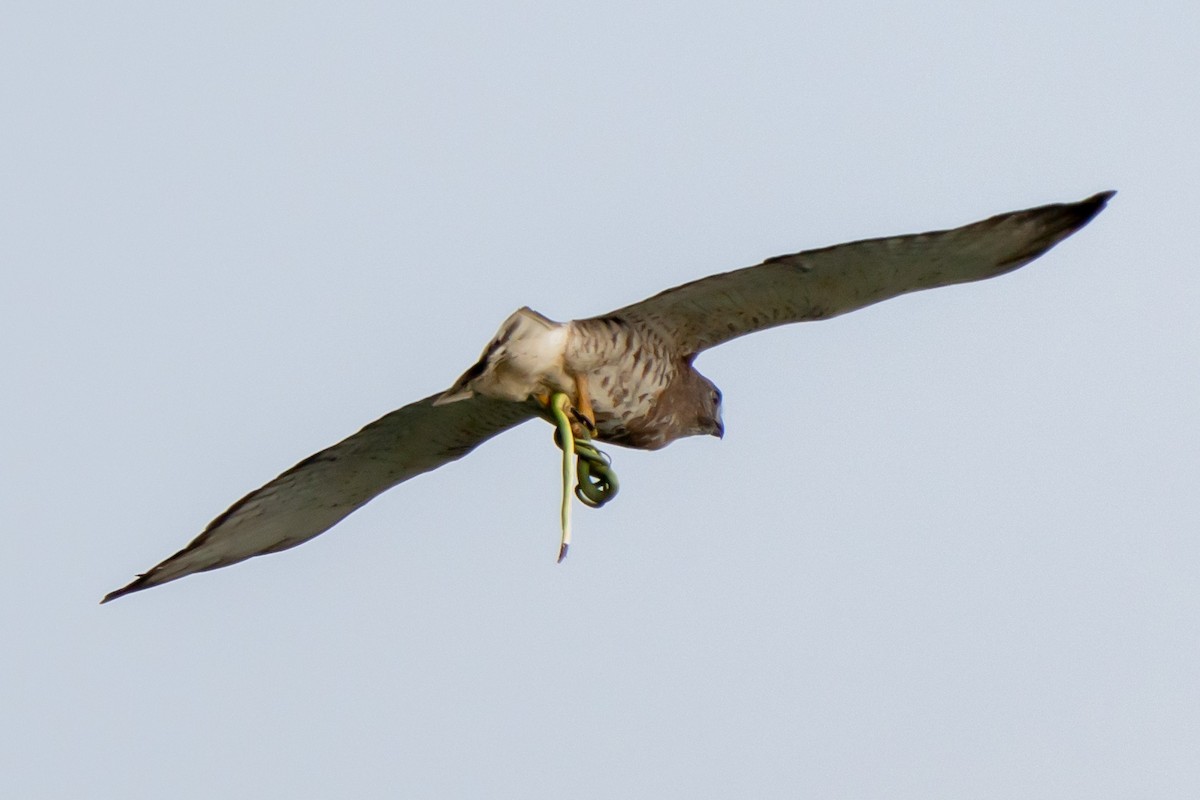 Broad-winged Hawk - ML432450711