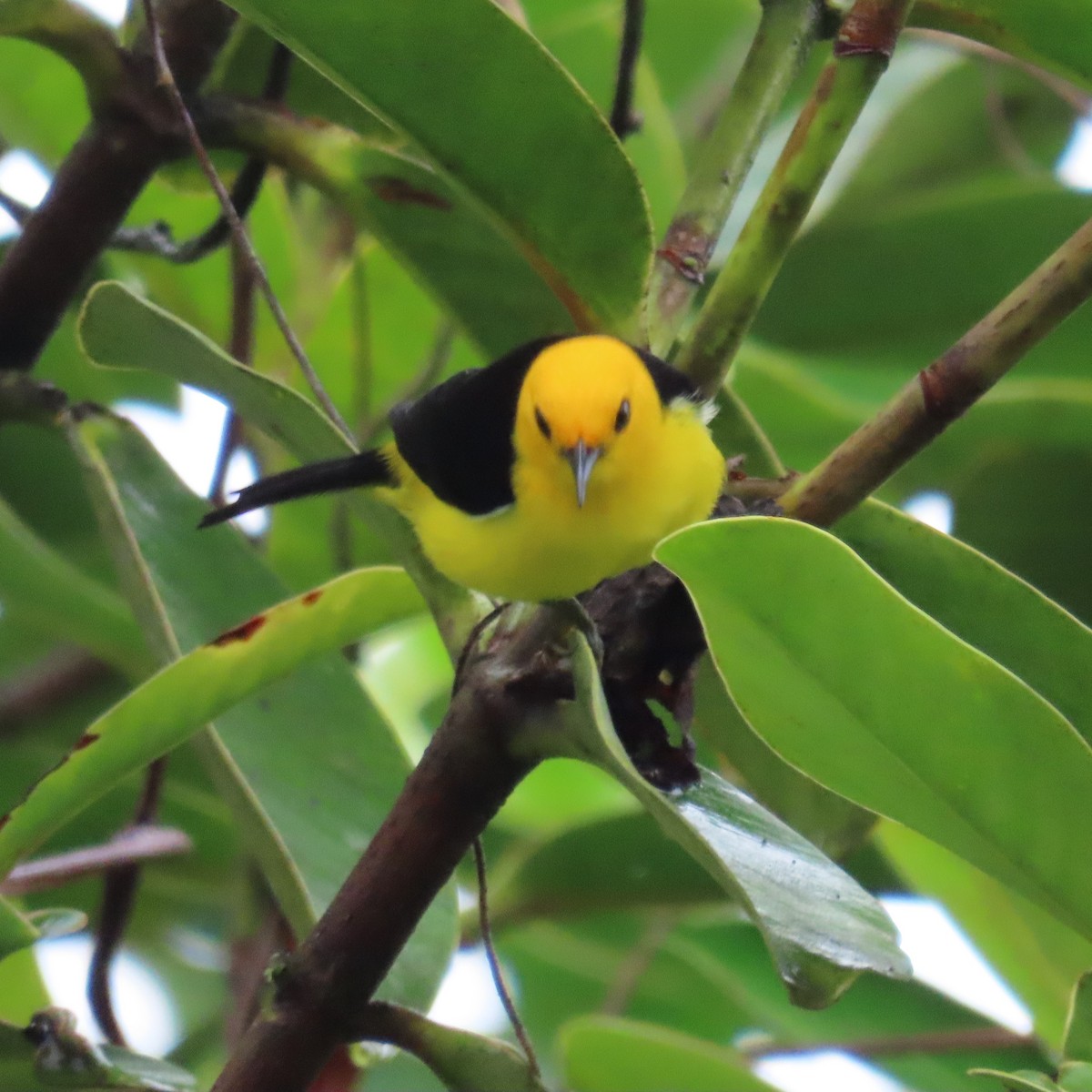 Black-and-yellow Tanager - Mackenzie Goldthwait