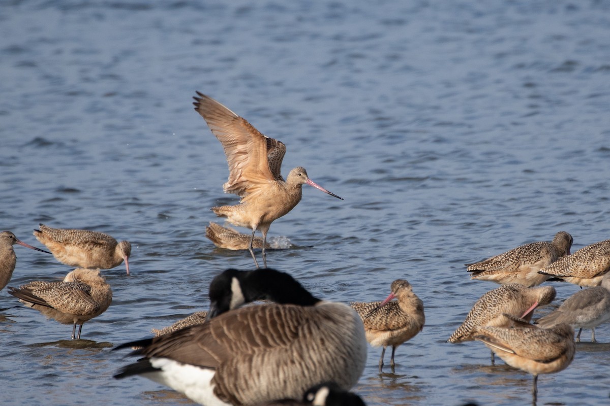 Marbled Godwit - ML432451331