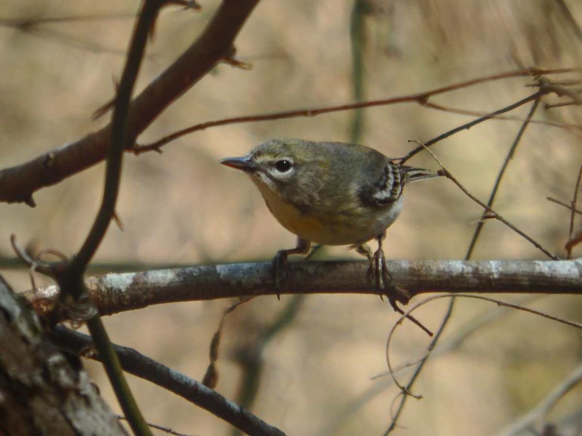 Pine Warbler - David Walker