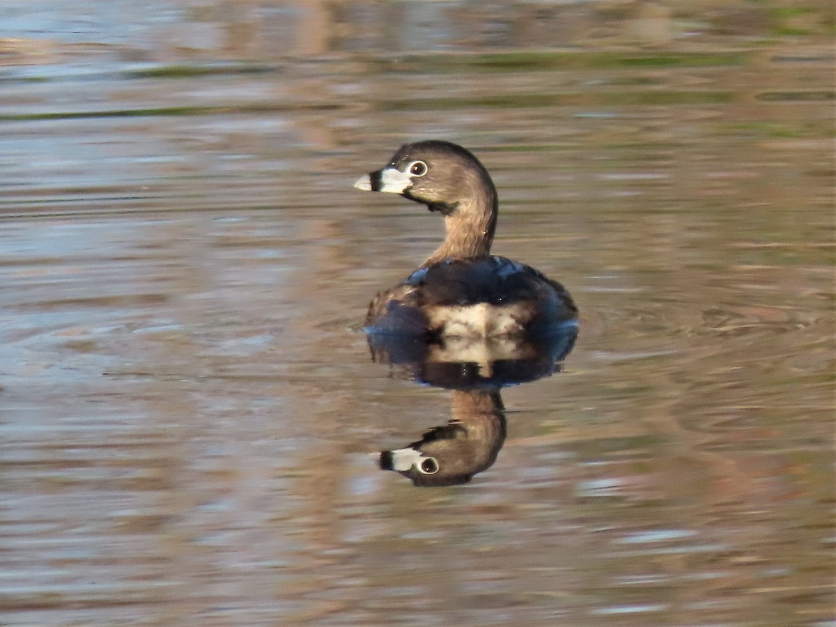 Pied-billed Grebe - ML432452741