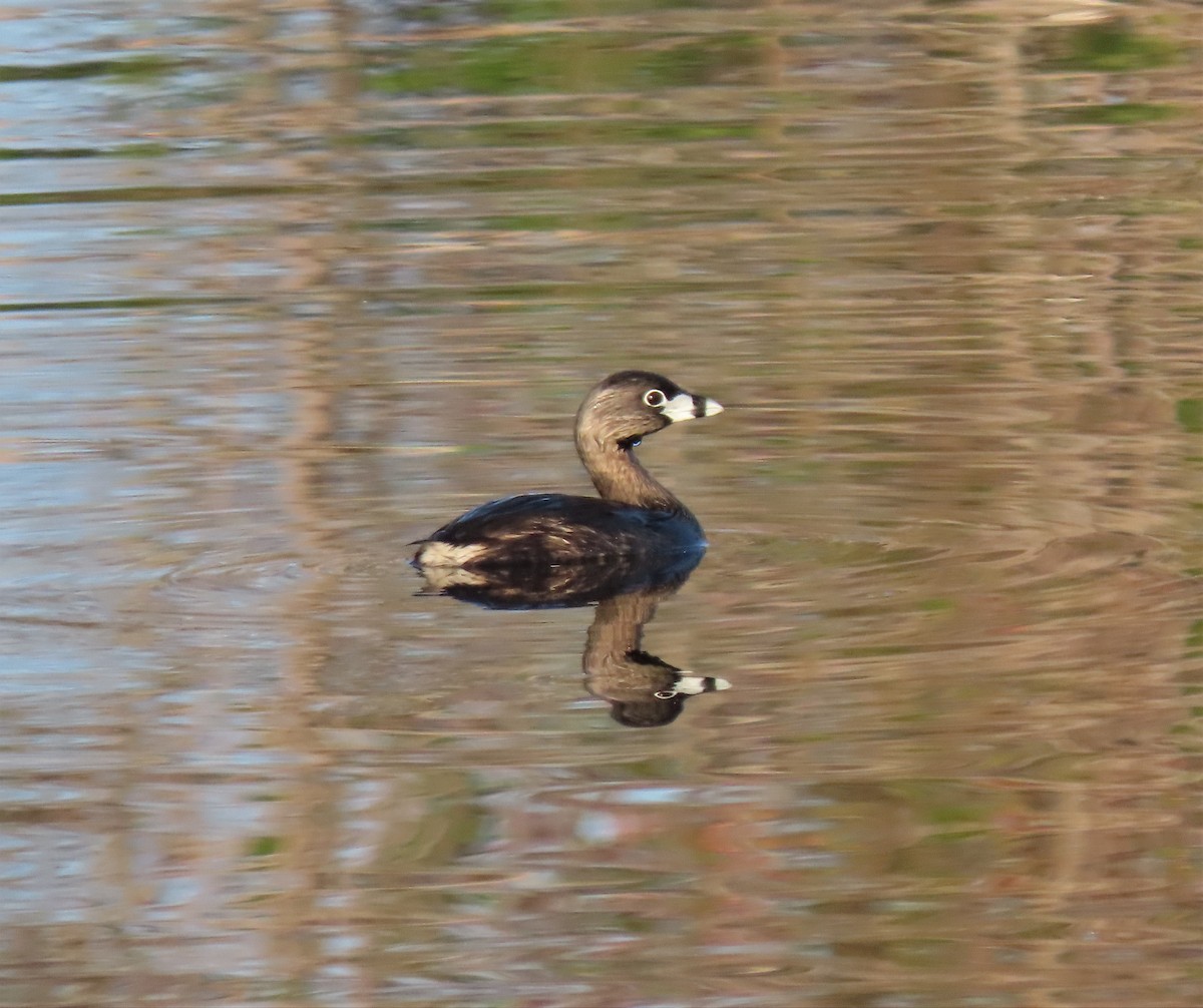 Pied-billed Grebe - ML432452811