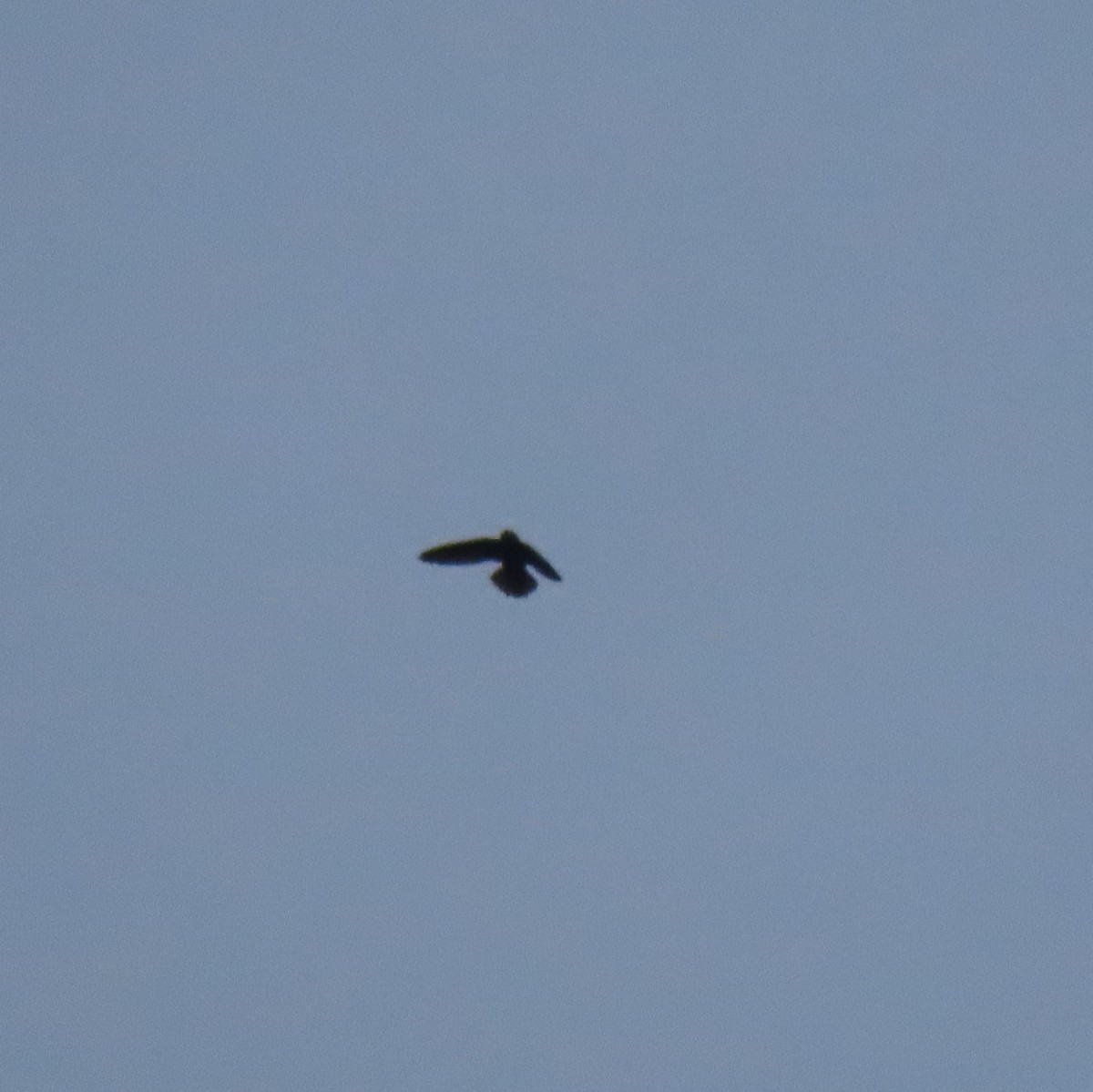 Vaux's Swift (Richmond's) - ML432453841