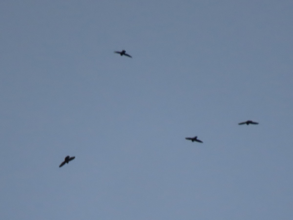 Vaux's Swift (Richmond's) - ML432453881