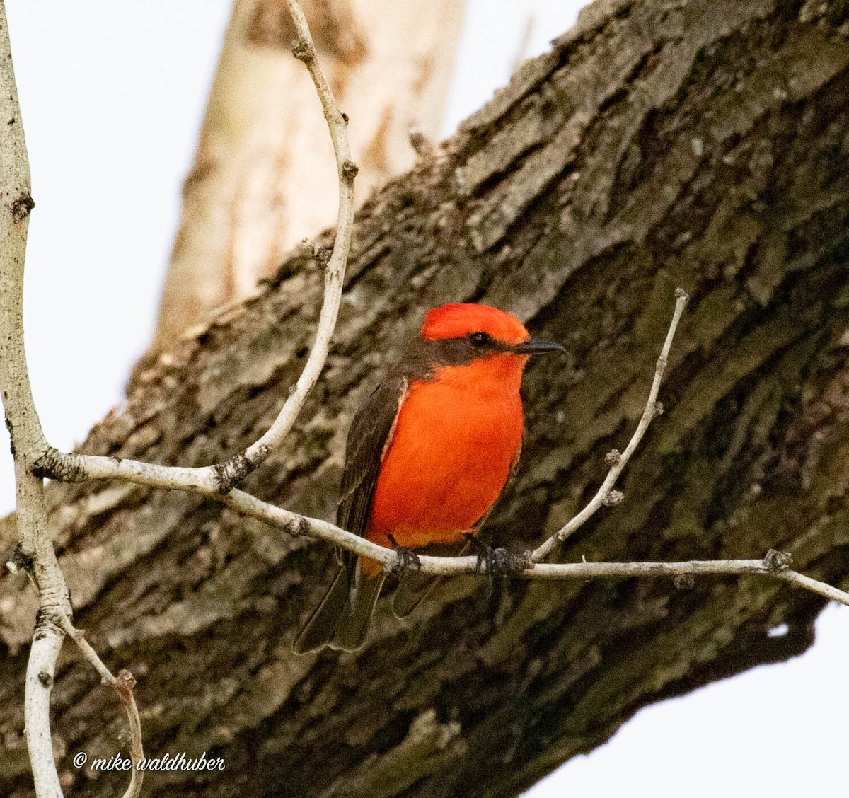 Vermilion Flycatcher - ML432455451