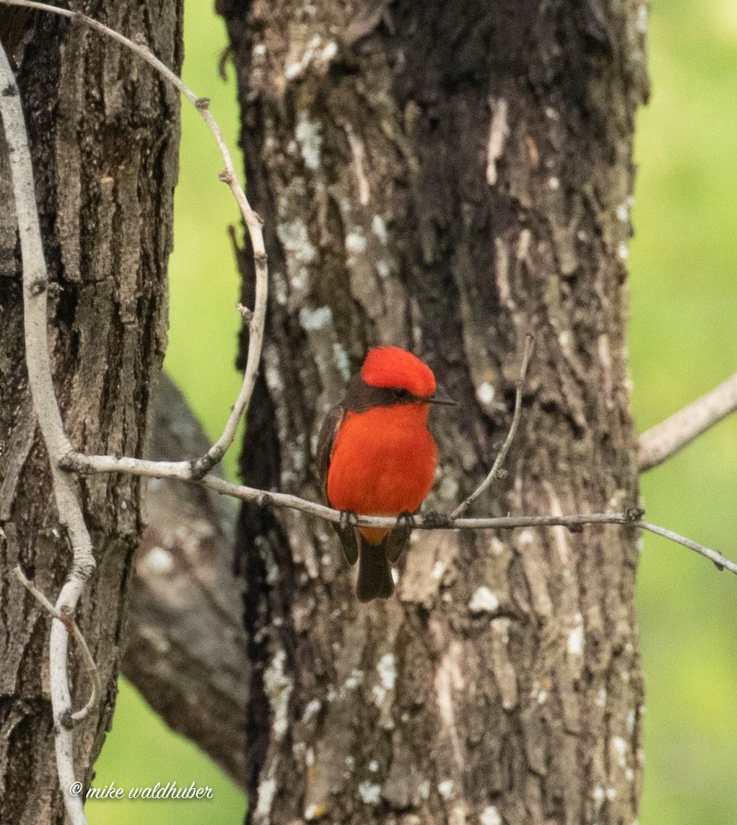 Vermilion Flycatcher - ML432455461