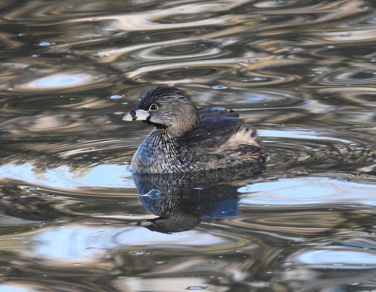 Pied-billed Grebe - Bonnie Roemer