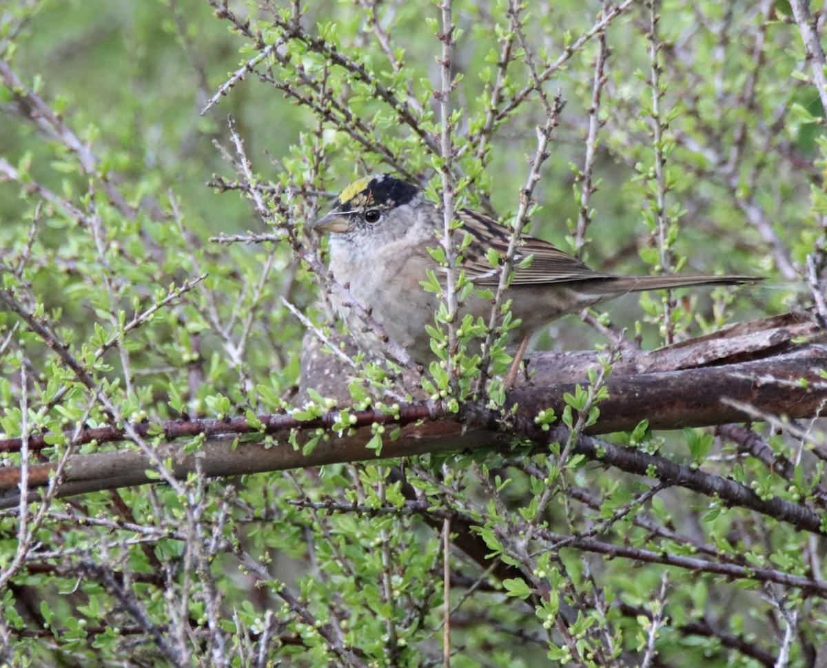 Golden-crowned Sparrow - Sally Veach