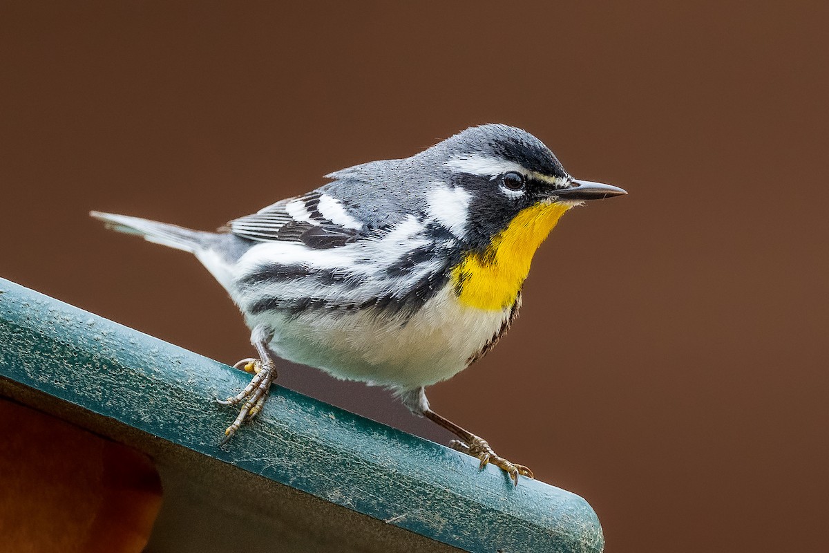 Yellow-throated Warbler - Ryan Shean