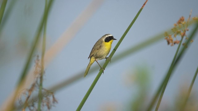 カオグロアメリカムシクイ - ML432463011