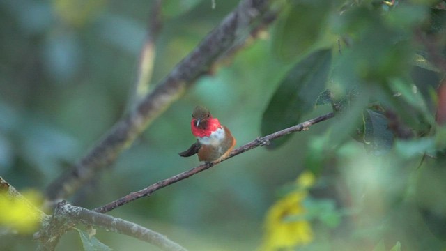 Allen's Hummingbird - ML432463211