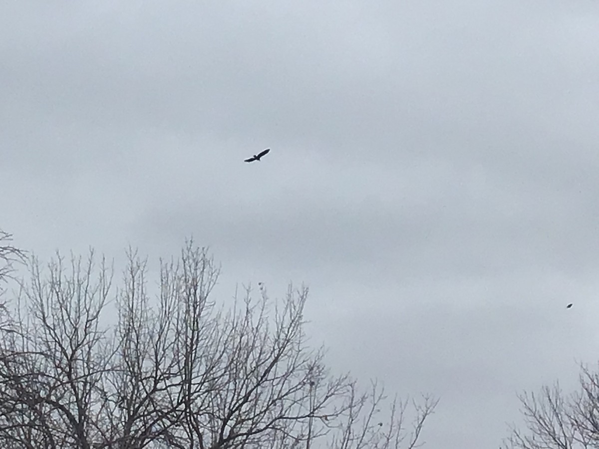 Bald Eagle - ML432464161