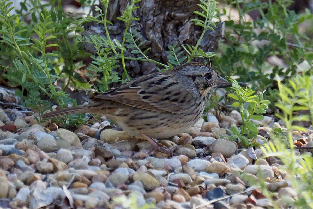 Lincoln's Sparrow - Carol & Carl Trovall