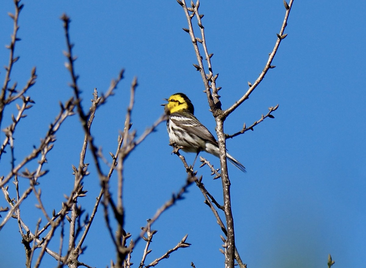 Golden-cheeked Warbler - Carol & Carl Trovall