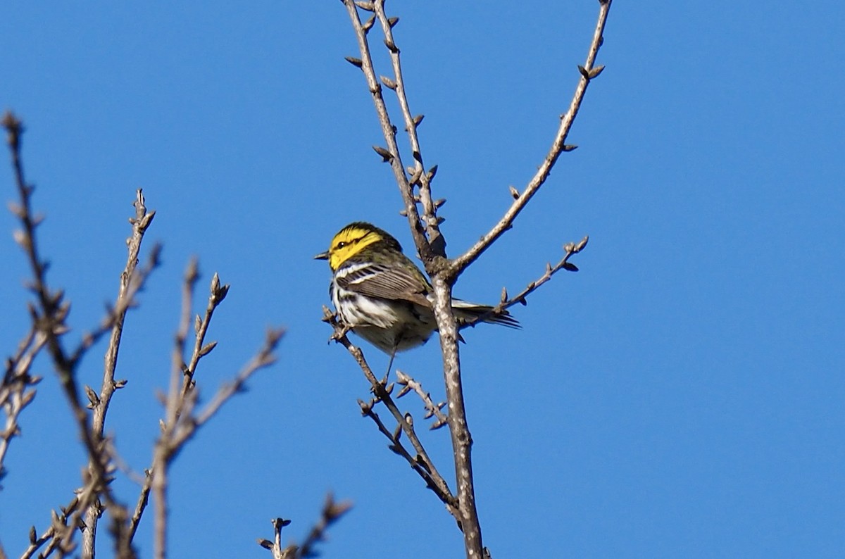 Golden-cheeked Warbler - ML432465721