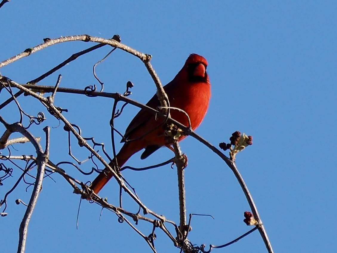 Northern Cardinal - ML432465811