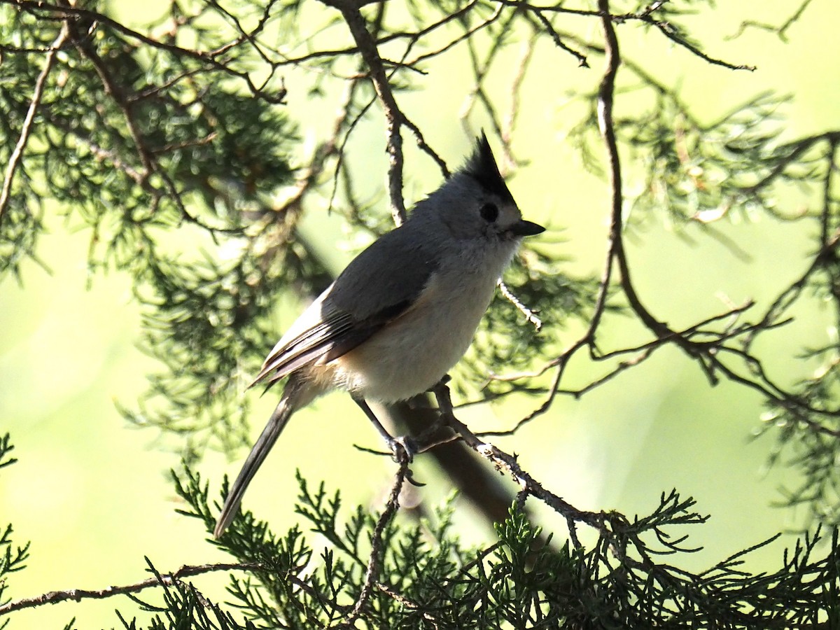 Black-crested Titmouse - ML432466011