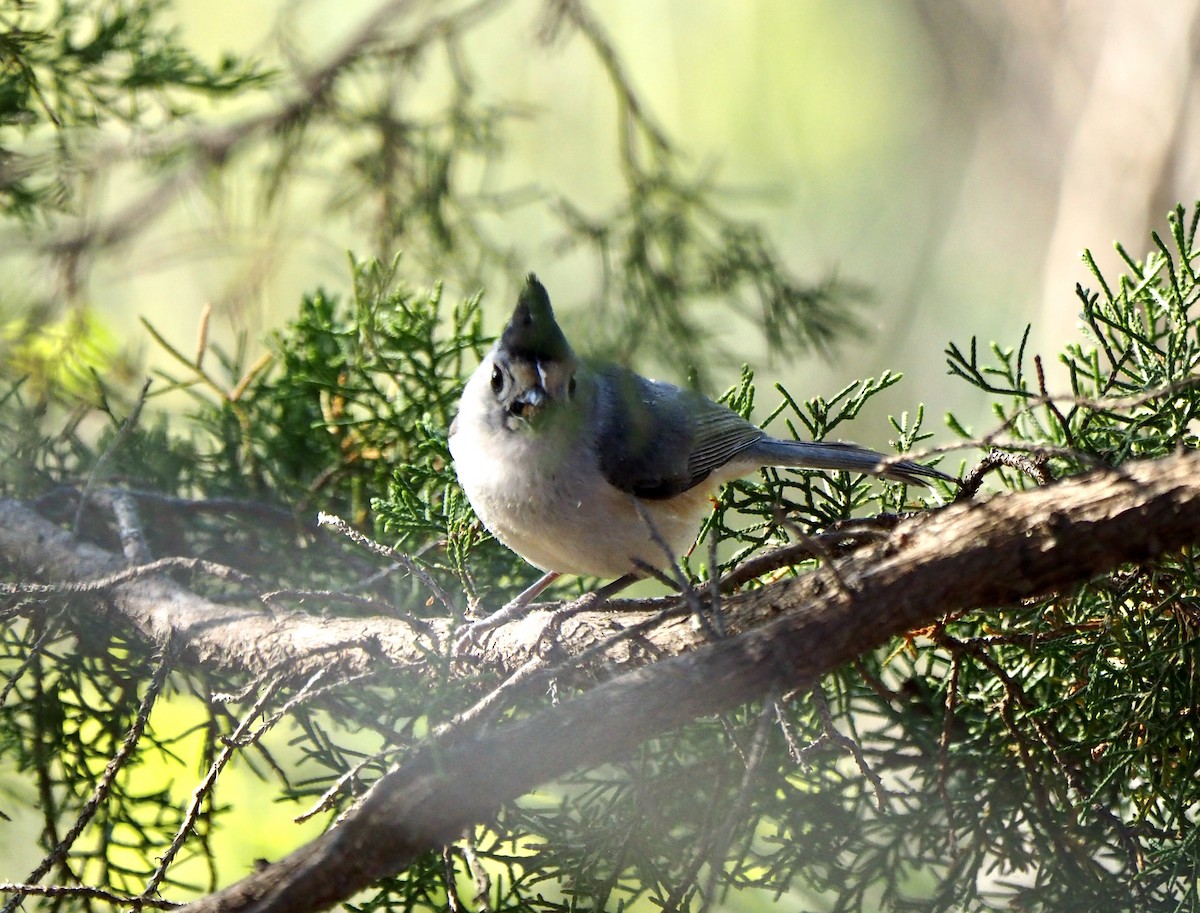 Black-crested Titmouse - ML432466021