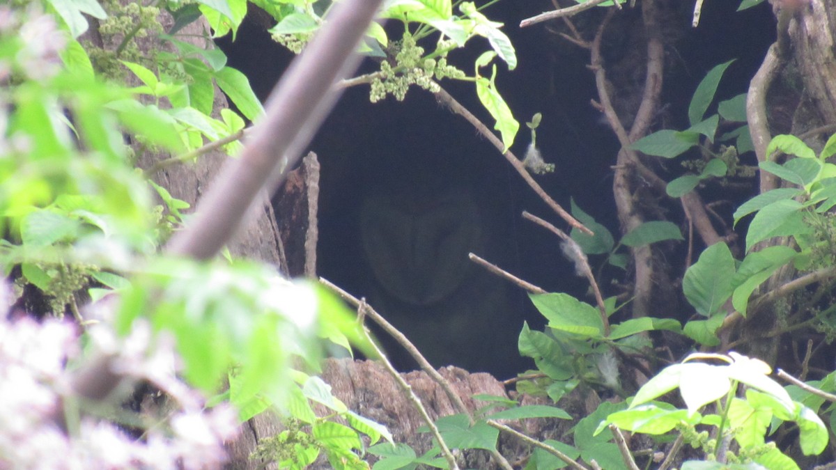 American Barn Owl - ML432466051