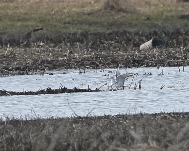 Bonaparte's Gull - ML432466081