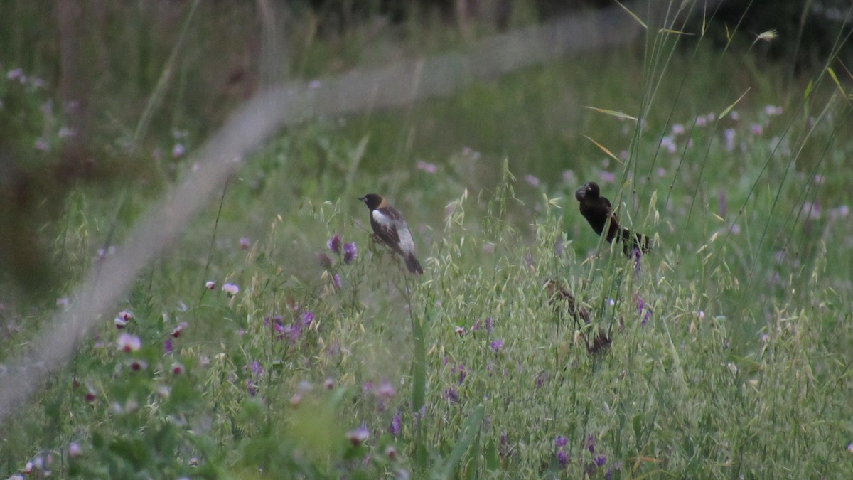 bobolink - ML432466121