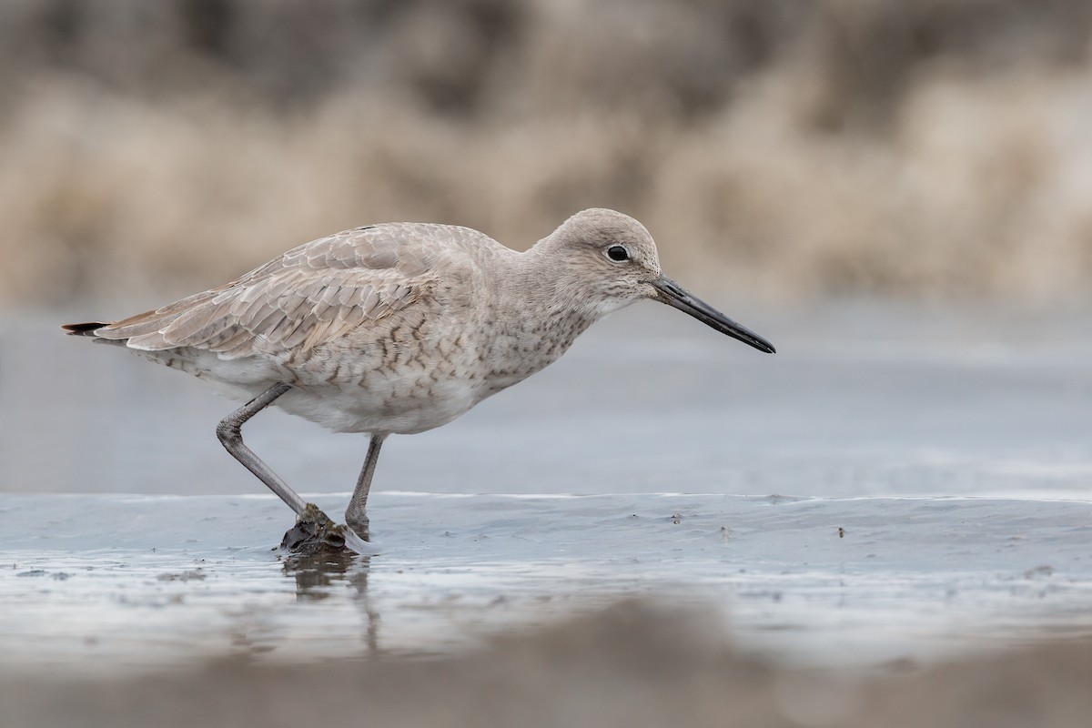 Willet - ML432466511