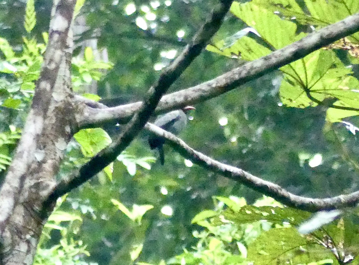 White-fronted Nunbird (Pale-winged) - Laura Blutstein