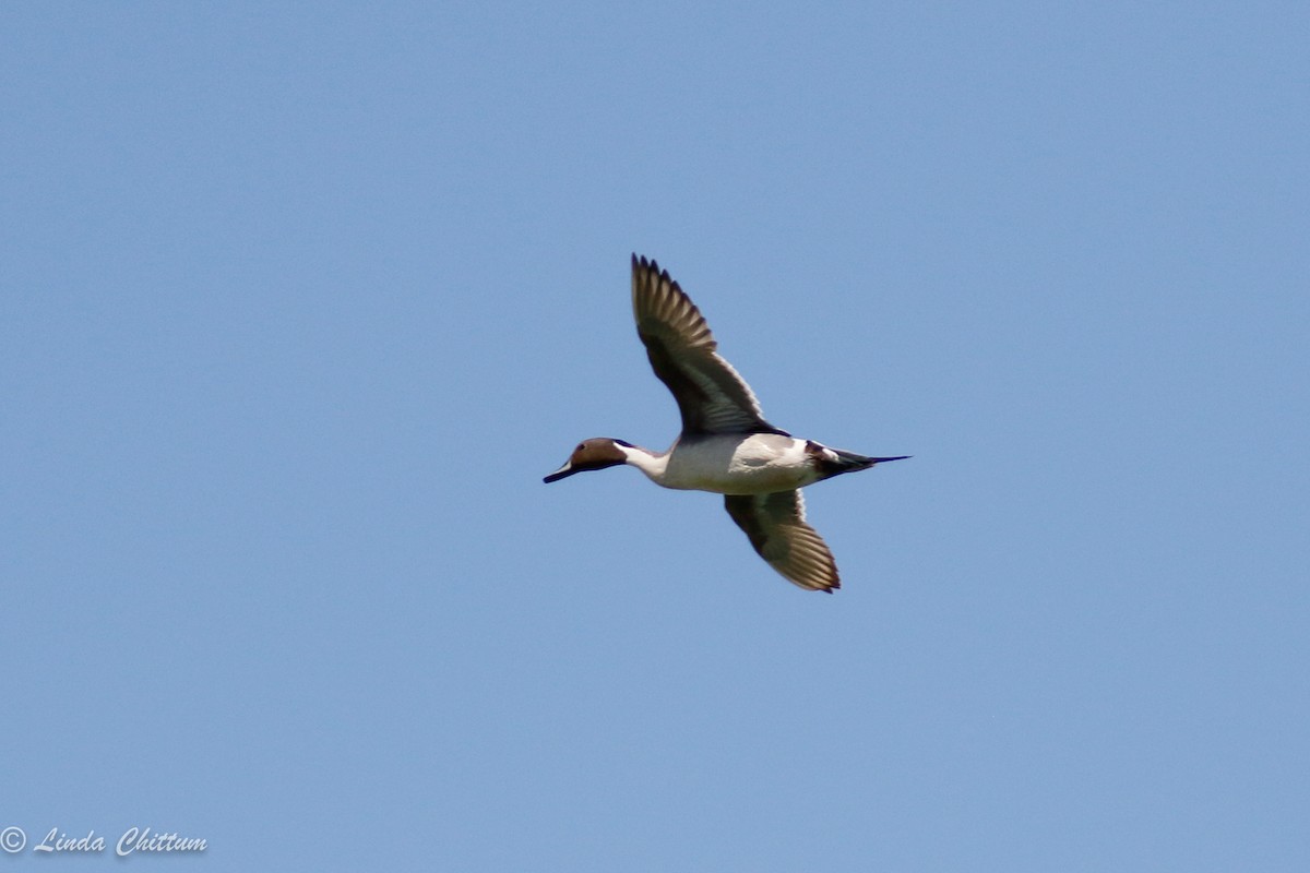 Northern Pintail - Linda Chittum