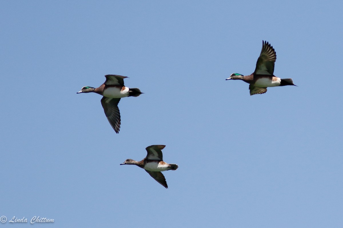 American Wigeon - Linda Chittum