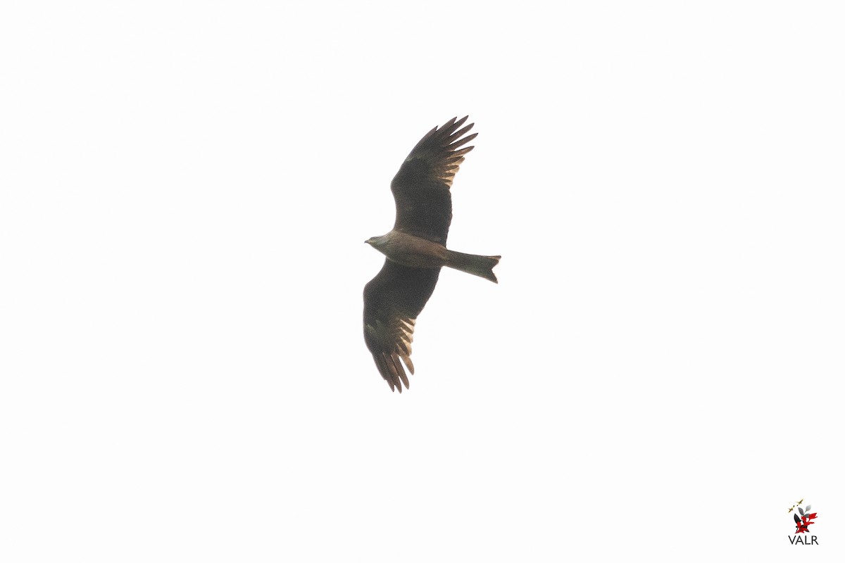 Black Kite - ML432468081