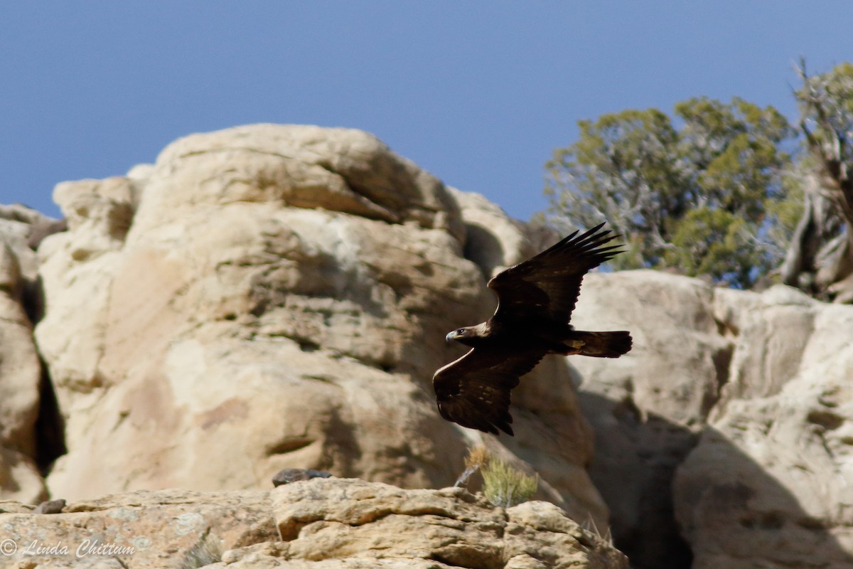 Golden Eagle - ML432468331