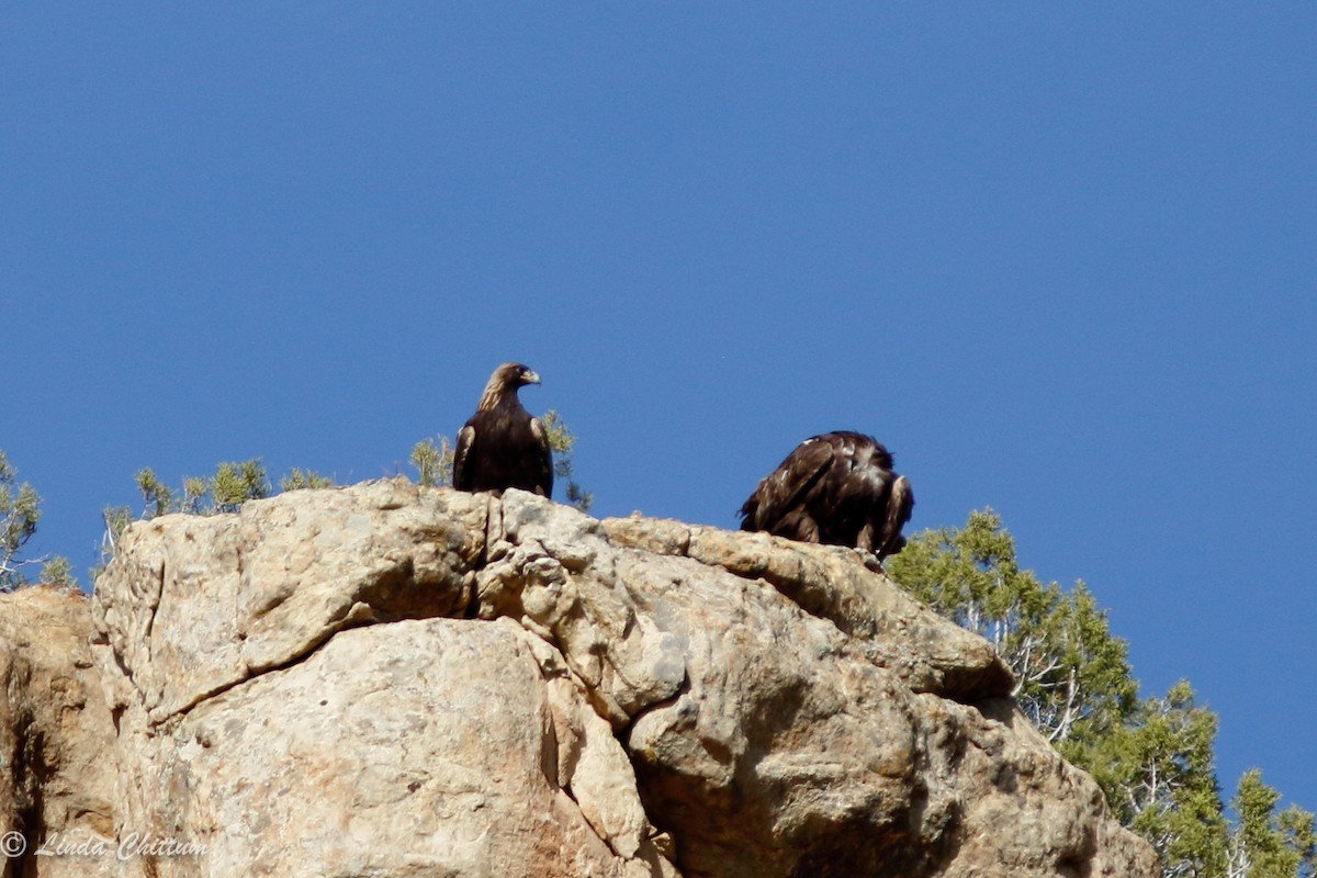 Golden Eagle - ML432468341