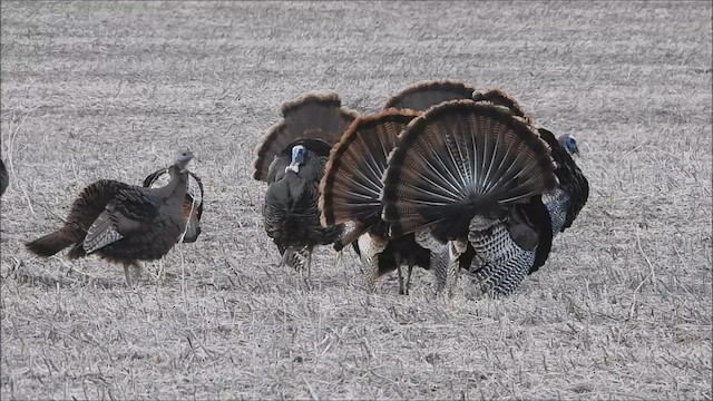 Guajolote Gallipavo - ML432468661