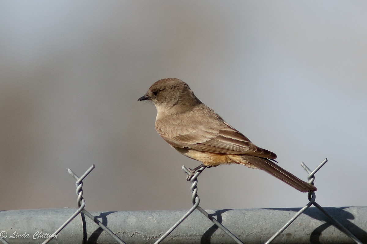 Say's Phoebe - ML432468751