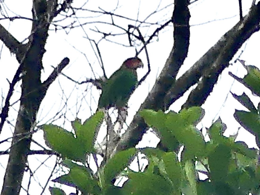 Rose-faced Parrot - ML432468811