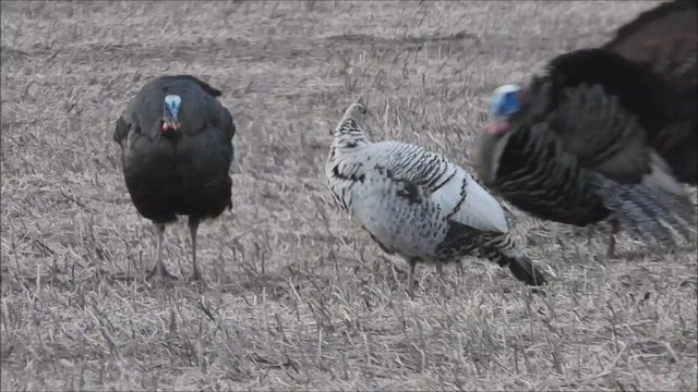 Guajolote Gallipavo - ML432468881