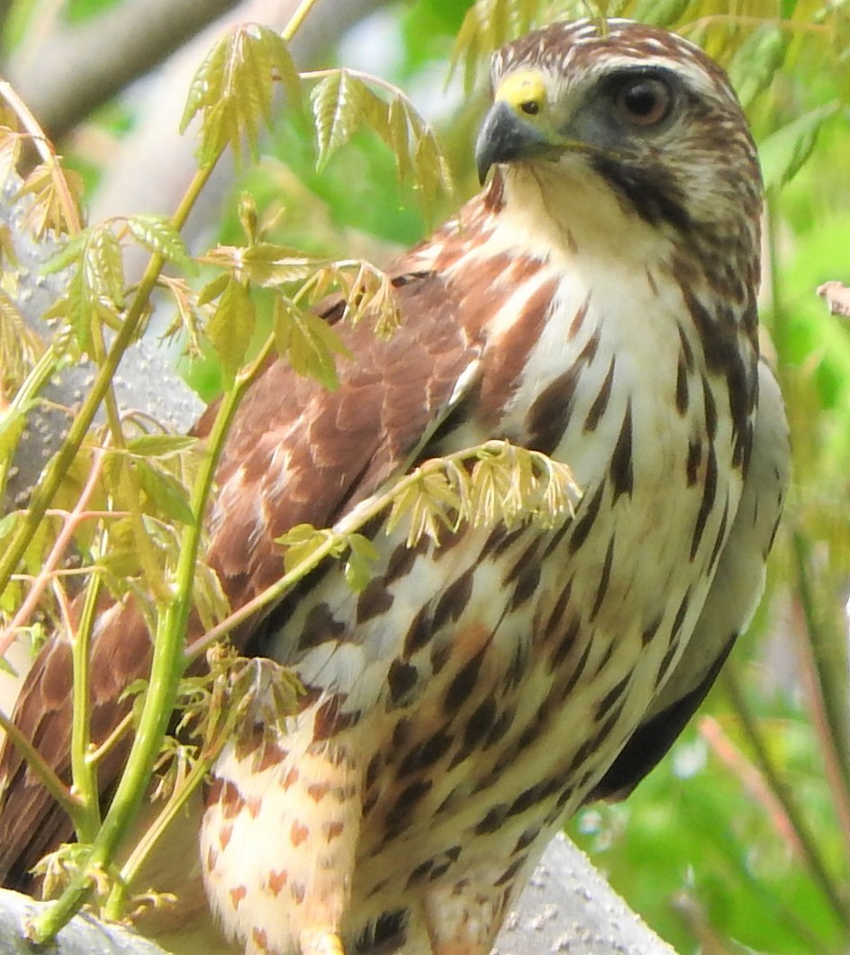 Broad-winged Hawk - Mark Meunier