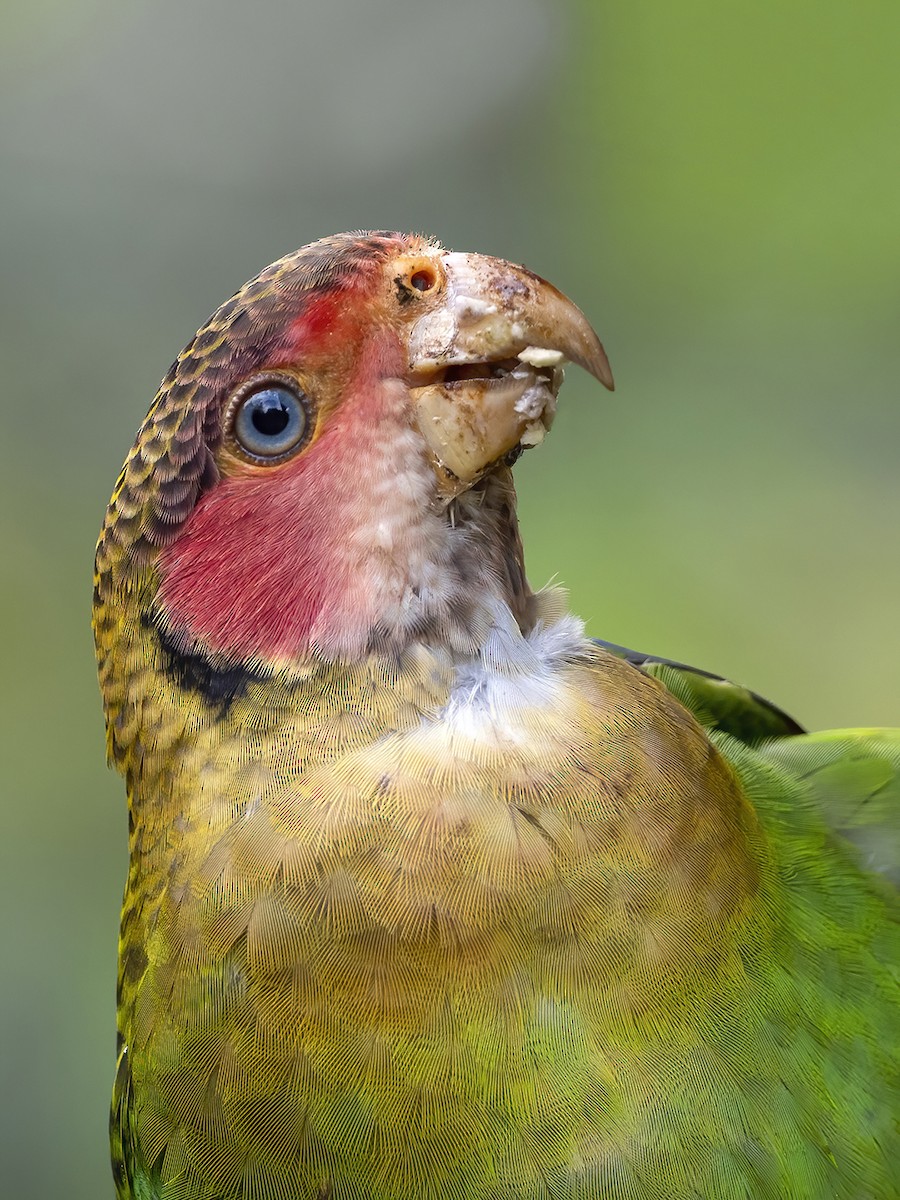 Rose-faced Parrot - Andres Vasquez Noboa