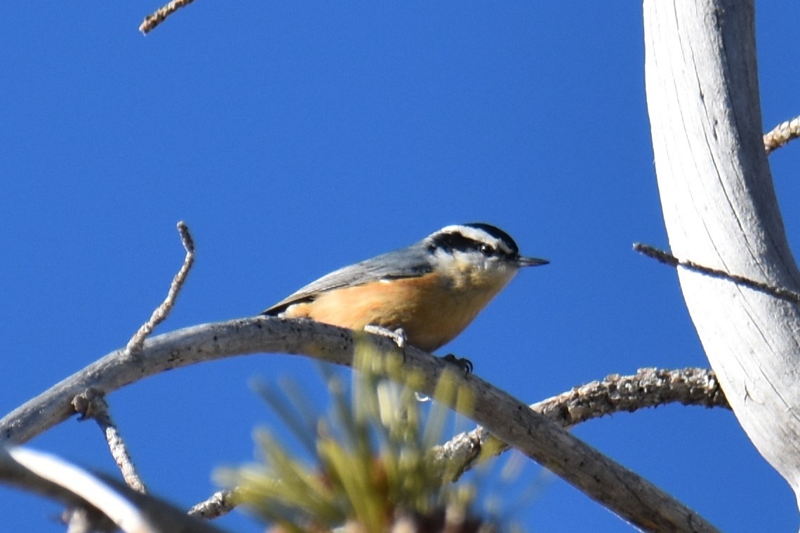 Red-breasted Nuthatch - ML432469751
