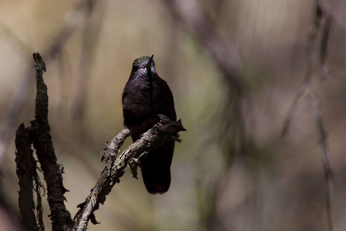 kolibřík mourovatý - ML43247011