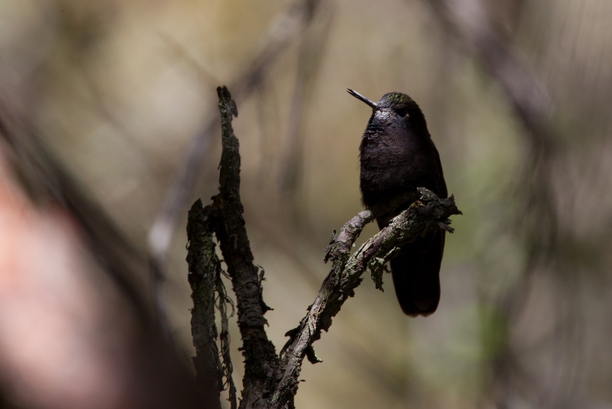 kolibřík mourovatý - ML43247031