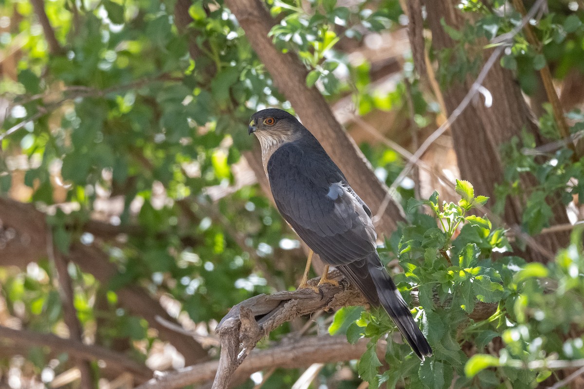 Sharp-shinned Hawk - ML432471051