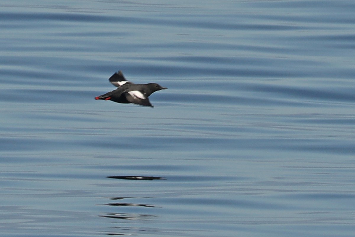 Pigeon Guillemot - ML432474101